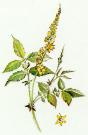 Nr. 1 Agrimony (Odermennig)