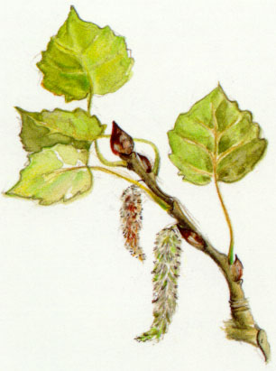 Nr. 2 Aspen (Zitterpappel)