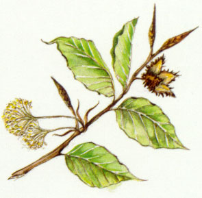 Nr. 3 Beech (Rotbuche)