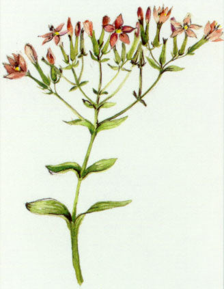 Nr. 4 Centaury (Tausendgüldenkraut)
