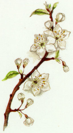 Nr. 6 Cherry Plum (Kirschpflaume)
