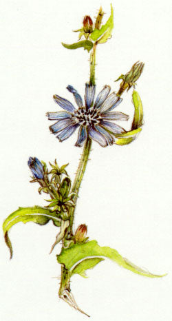 Nr. 8 Chicory (Wegwarte)