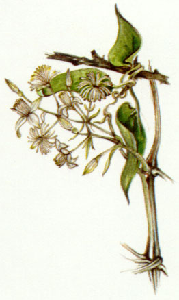 Nr. 9 Clematis (Weisse Waldrebe)