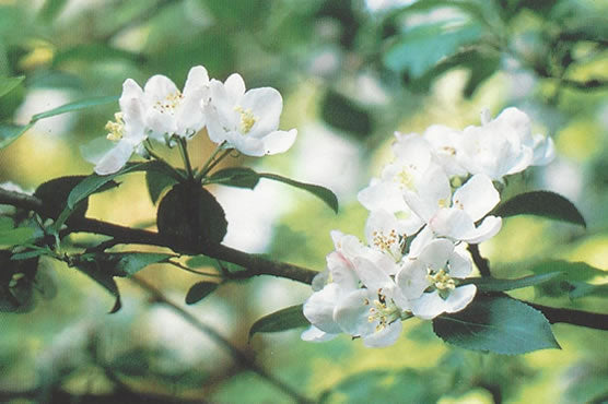 Nr. 10 Crab Apple (Holzapfel)