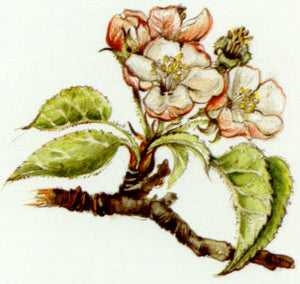 Nr. 10 Crab Apple (Holzapfel)
