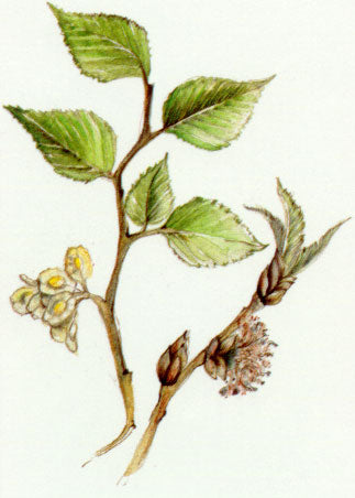 Nr. 11 Elm (Ulme)