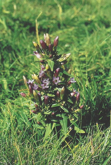 Nr. 12 Gentian (Enzian)
