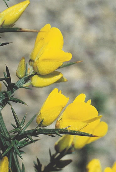 Nr. 13 Gorse (Stechginster)