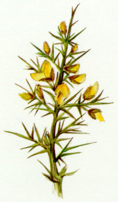 Nr. 13 Gorse (Stechginster)