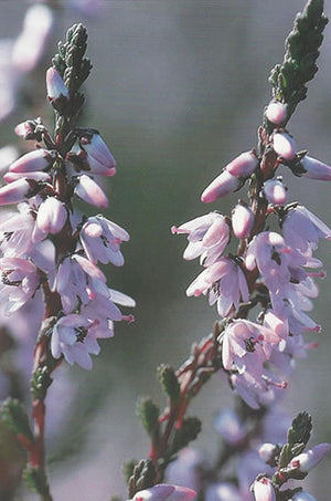 Nr. 14 Heather (Heidekraut)