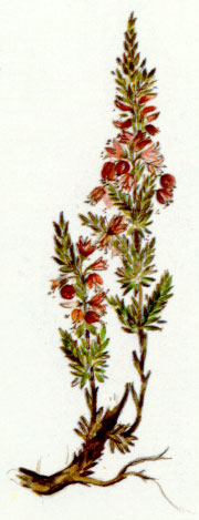 Nr. 14 Heather (Heidekraut)