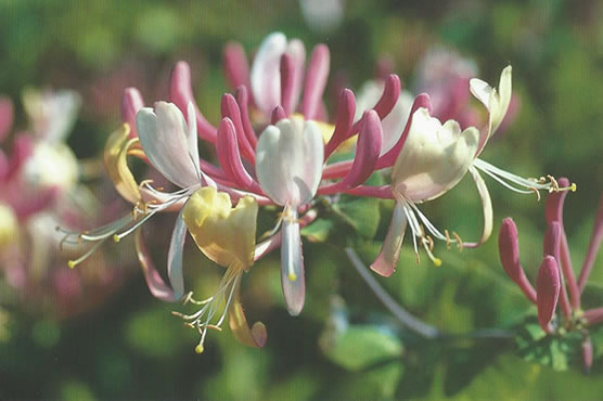 Nr. 16 Honeysuckle (Geissblatt)