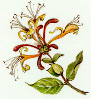 Nr. 16 Honeysuckle (Geissblatt)