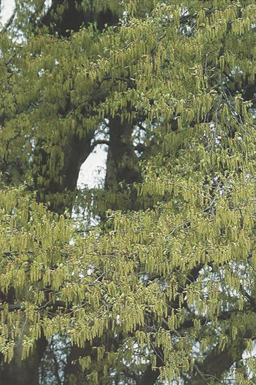 Nr. 17 Hornbeam (Hainbuche)