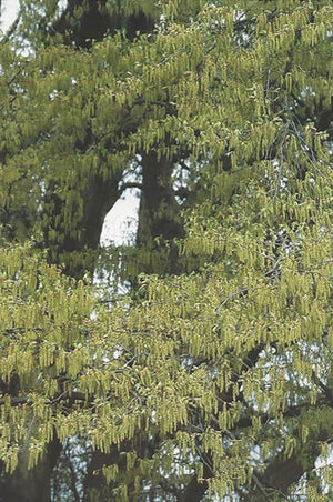 Nr. 17 Hornbeam (Hainbuche)