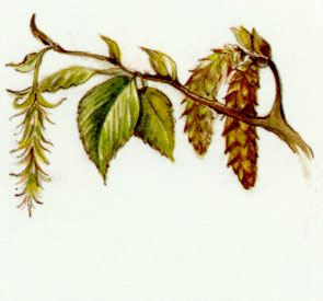 Nr. 17 Hornbeam (Hainbuche)