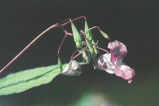 Nr. 18 Impatiens (Drüsentragendes Springkraut)