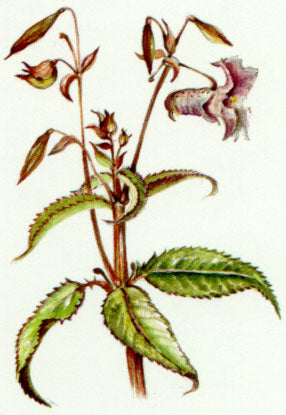 Nr. 18 Impatiens (Drüsentragendes Springkraut)