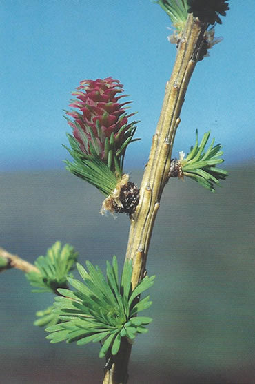 Nr. 19 Larch (Lärche)