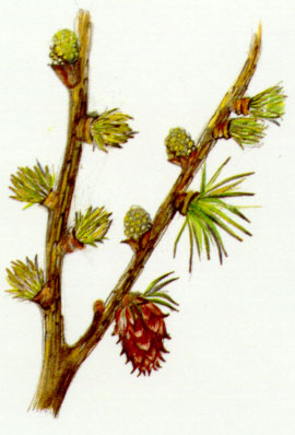 Nr. 19 Larch (Lärche)