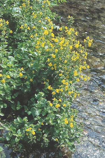 Nr. 20 Mimulus (Gefleckte Gauklerblume)