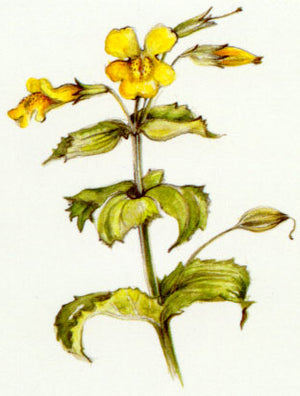 Nr. 20 Mimulus (Gefleckte Gauklerblume)