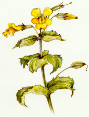 Nr. 20 Mimulus (Gefleckte Gauklerblume)