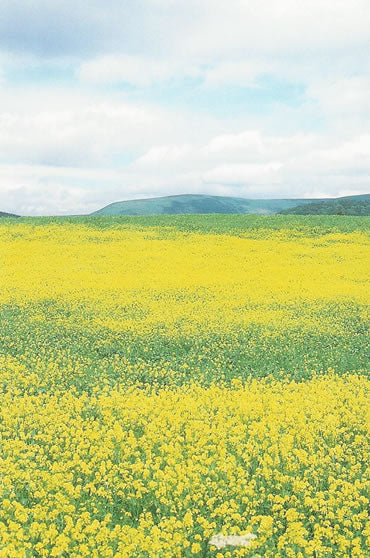 Nr. 21 Mustard (Wilder Senf)