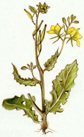 Nr. 21 Mustard (Wilder Senf)