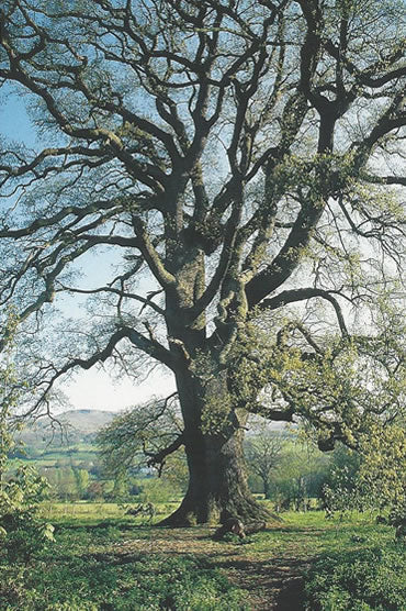 Nr. 22 Oak (Eiche)