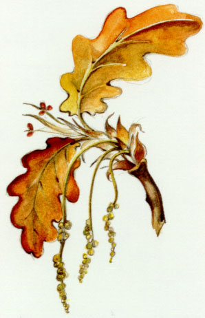 Nr. 22 Oak (Eiche)