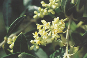 Nr. 23 Olive