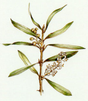 Nr. 23 Olive