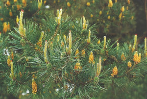 Nr. 24 Pine (Kiefer)