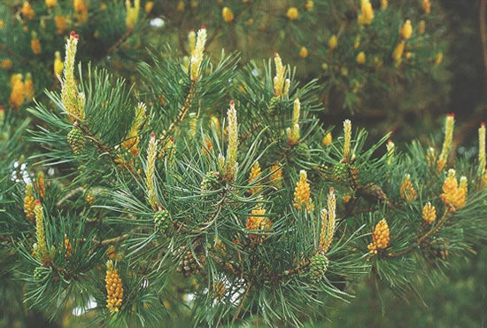 Nr. 24 Pine (Kiefer)