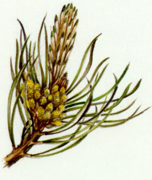 Nr. 24 Pine (Kiefer)