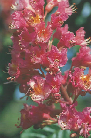 Nr. 25 Red Chestnut (Rote Kastanie)