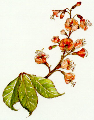 Nr. 25 Red Chestnut (Rote Kastanie)