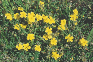 Nr. 26 Rock Rose (Gelbes Sonnenröschen)