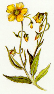 Nr. 26 Rock Rose (Gelbes Sonnenröschen)
