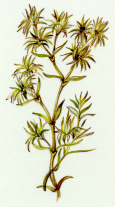 Nr. 28 Scleranthus (Einjähriger Knäuel)