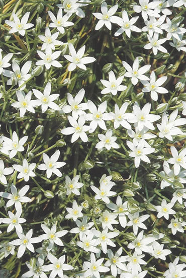 Nr. 29 Star of Bethlehem (Doldiger Milchstern)