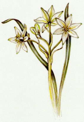 Nr. 29 Star of Bethlehem (Doldiger Milchstern)