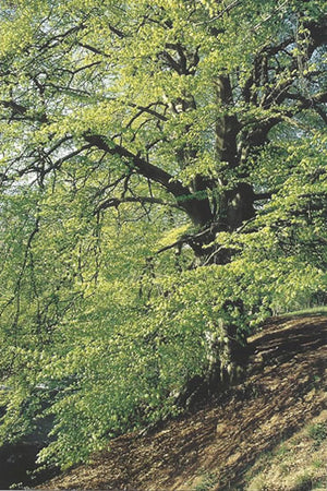 Nr. 3 Beech (Rotbuche)