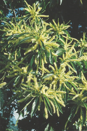 Nr. 30 Sweet Chestnut (Edelkastanie)
