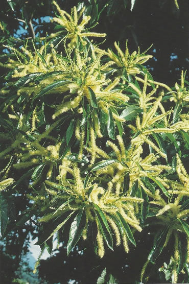 Nr. 30 Sweet Chestnut (Edelkastanie)