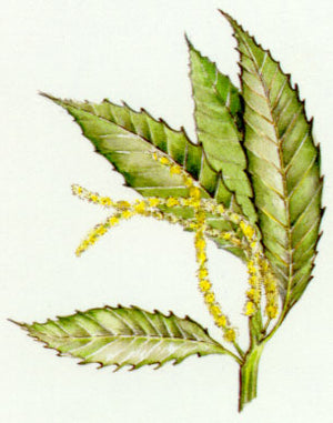 Nr. 30 Sweet Chestnut (Edelkastanie)