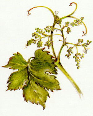 Nr. 32 Vine (Weinrebe)