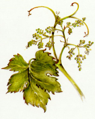 Nr. 32 Vine (Weinrebe)