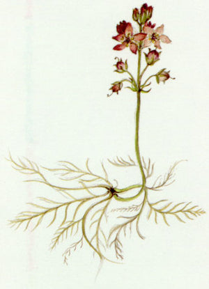 Nr. 34 Water Violet (Sumpfwasserfeder)